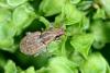 Sitona sp.